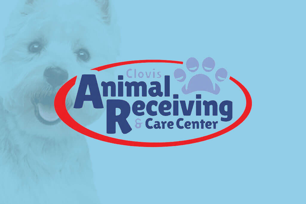 portfolio digital attic miss winkles pet adoption center thumbnail