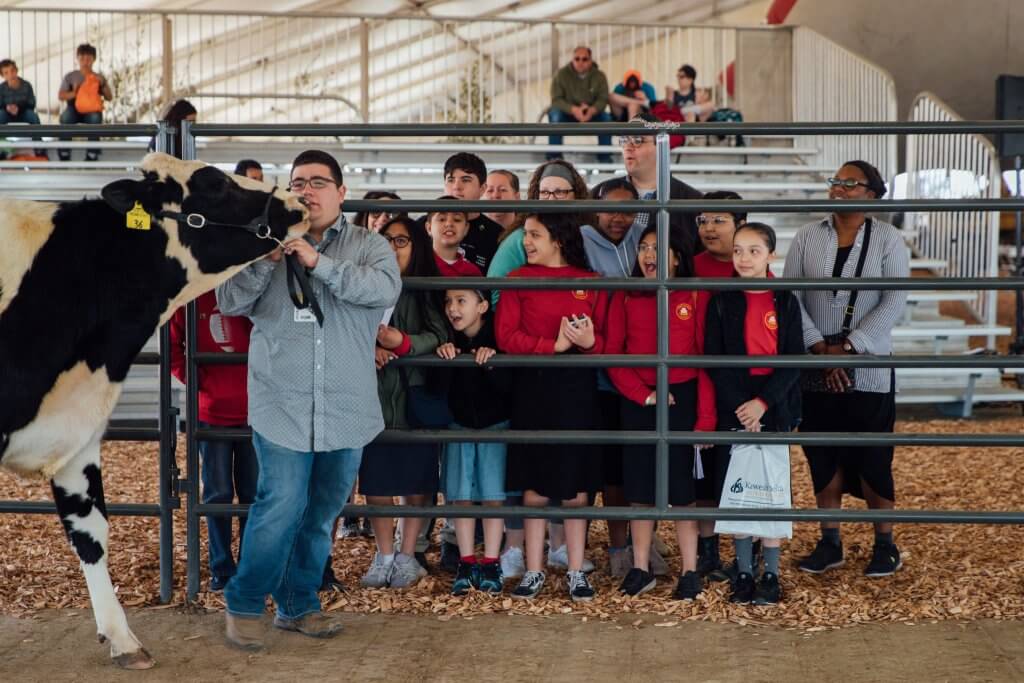 portfolio digital attic world ag expo 2020WAE Cow Demo